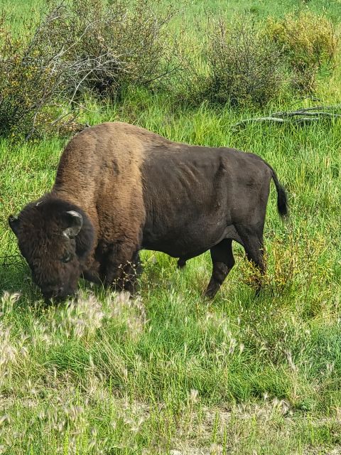 Yellowknife: Bison Highway Road Tour - Key Points