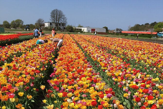 Your Own Holland. Tulip Fields Tour by Electric Bike - Key Points