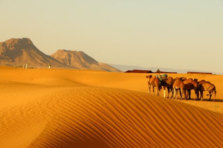 Zagora: Overnight in Luxury Desert Camp With Camel Ride, - Key Points