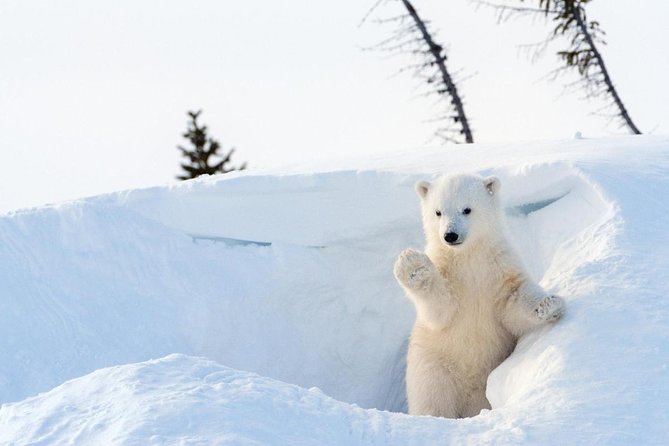 Zoo and Arctic Animal Visit in Finland (Mar ) - Experience the Arctic Wildlife