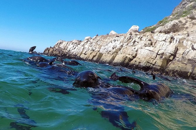 1.5-Hour Seal Viewing Boat Tour in Plettenberg Bay - Key Points