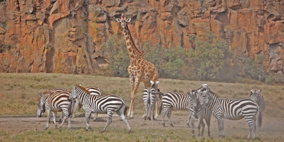 1 Day Trip to Hells Gate Park and Optional Lake Naivasha - Key Points