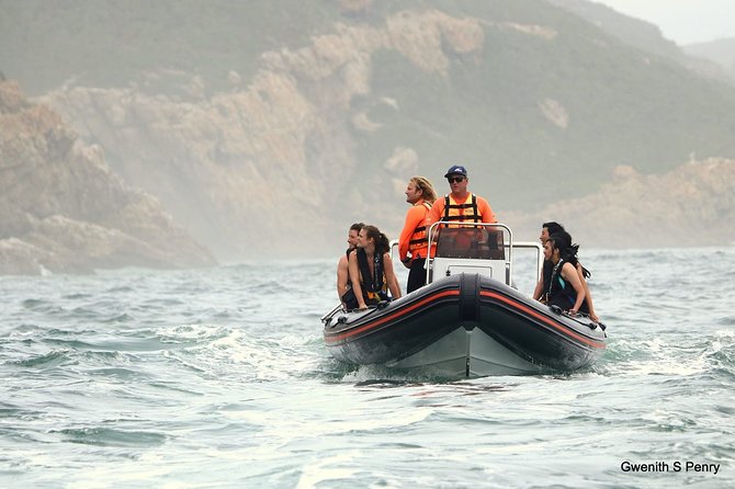1.5-Hour Seal Viewing Boat Tour in Plettenberg Bay