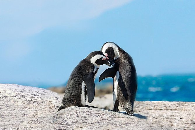 1 Day Cape Point Explore With Boulders Penguins Small Group Tour