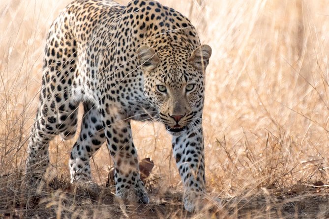1 Day Photographic Wildlife Safari From Hazyview to Kruger Park
