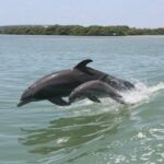 1 1 hour dolphin sightseeing adventure cruise from madeira beach 1-Hour Dolphin Sightseeing Adventure Cruise From Madeira Beach