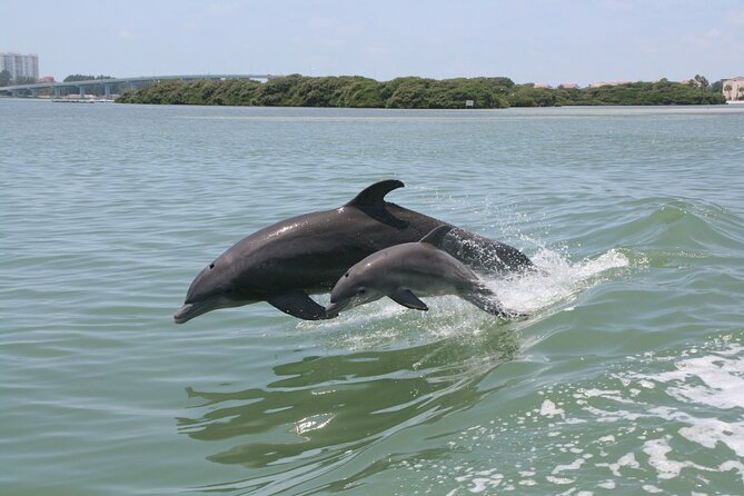 1-Hour Dolphin Sightseeing Adventure Cruise From Madeira Beach