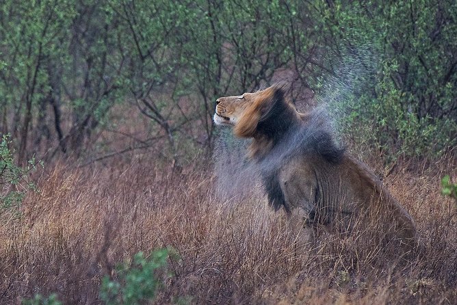 1 10 day wildlife photographic safari kruger national park b1 photo safaris 10 Day Wildlife Photographic Safari - Kruger National Park - B1 Photo Safaris