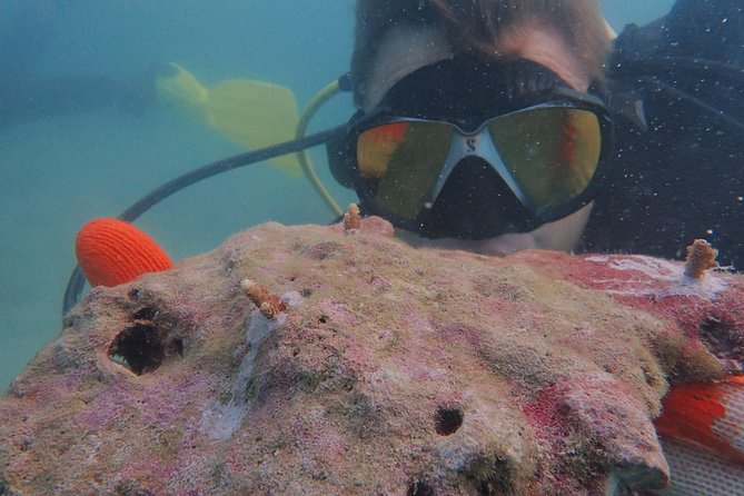 2-Day Coral Propagation Course in Koh Chang With Hotel Pickup