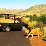 1 2 day private pilanesberg guided tour 2 Day Private Pilanesberg Guided Tour
