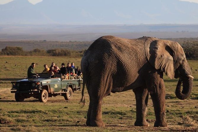 2 Day Safari Experience From Cape Town