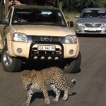 1 2 day safari tour in kruger national park 2-Day Safari Tour in Kruger National Park