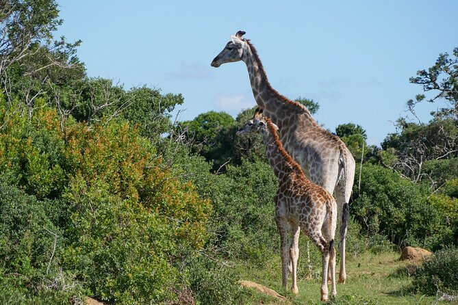 2 Days Pilanesberg National Park Luxury Safari