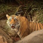 1 2 days private ranthambhore tiger tour from jaipur 2-Days Private Ranthambhore Tiger Tour From Jaipur