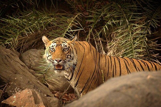 2-Days Private Ranthambhore Tiger Tour From Jaipur