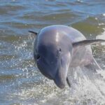 1 2 hour dolphin and nature eco tour from orange beach 2 2-Hour Dolphin and Nature Eco Tour From Orange Beach