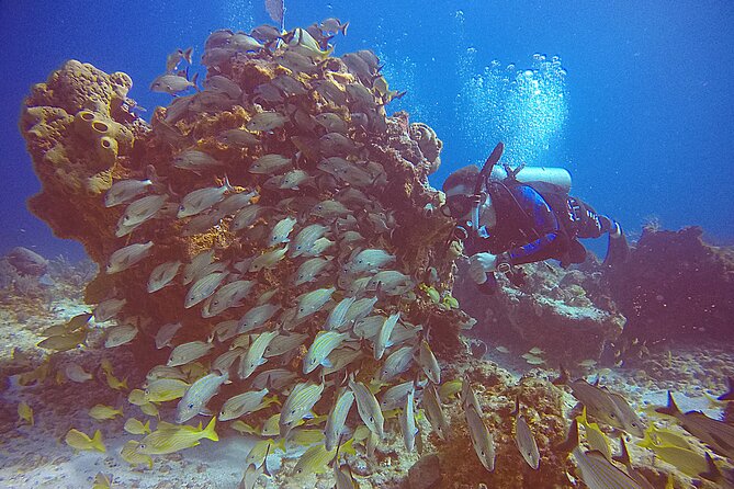 1 2 tanks scuba diving in punta cancun reefs for certified divers 2 Tanks Scuba Diving in Punta Cancun Reefs for Certified Divers