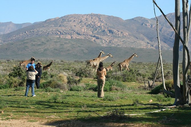 2Day Best Safari – Cape Town 1 Night Accomodation. Incl Transfers