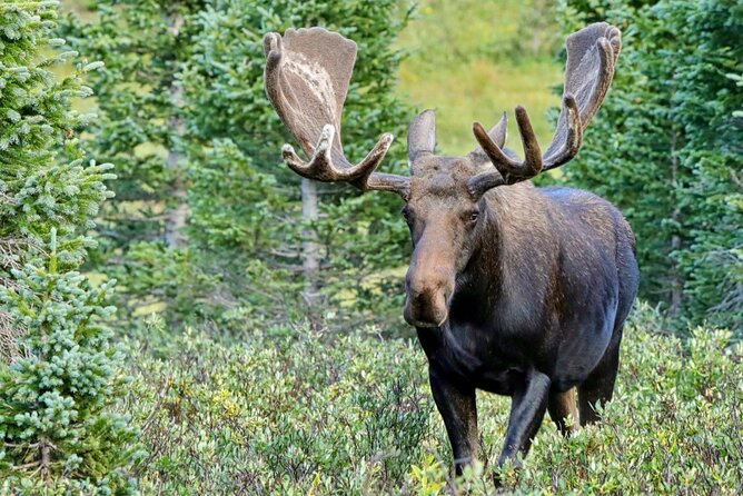 3/4 Day Rocky Mountain NP “Mountain to SkyBear Lake Rd” Tour – RMNPhotographer