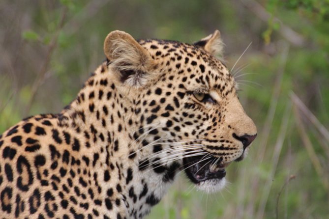 3-Day Essence of the Kruger Park