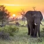 1 3 day kruger national park safari panorama route 3 Day Kruger National Park Safari & Panorama Route