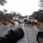 1 3 day kruger national park tour 3 Day Kruger National Park Tour