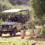 1 3 days 2 nights garden route private tour from cape town 3 Days 2 Nights Garden Route Private Tour From Cape Town