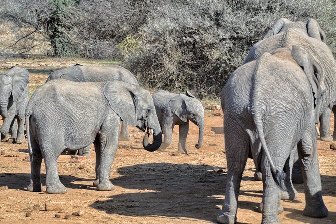 1 3 hour pilanesberg afternoon open vehicle safari drive self drive 3 Hour Pilanesberg Afternoon Open Vehicle Safari Drive (Self Drive)