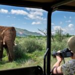 1 3 hour scheduled safari game drive in pilanesberg national park 3-Hour Scheduled Safari Game Drive in Pilanesberg National Park