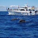 1 3 hours boat excursion for whale watching in la gomera 3 Hours Boat Excursion for Whale Watching in La Gomera