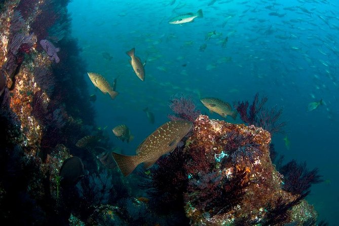 3 Tank Combo Cabo Reserve & Corridor, Certified Divers With MANTA