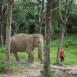 1 30 minutes guided tour transfer to khaolak elephant sanctuary 30-Minutes Guided Tour & Transfer to Khaolak Elephant Sanctuary