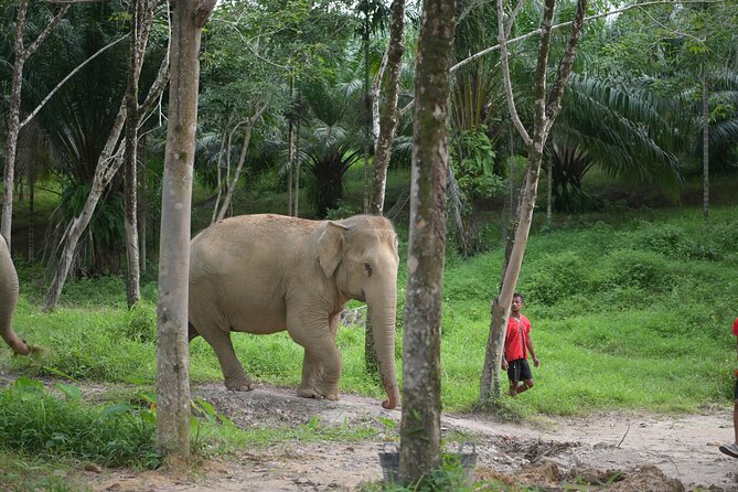 30-Minutes Guided Tour & Transfer to Khaolak Elephant Sanctuary