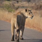 1 4 day hluhluwe imfolozi and st lucia safari from durban 4-Day Hluhluwe Imfolozi and St Lucia Safari From Durban