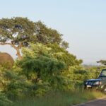 1 4 day kruger park safari panoramic tour combo including breakfast and dinner 4-Day Kruger Park Safari & Panoramic Tour Combo Including Breakfast and Dinner