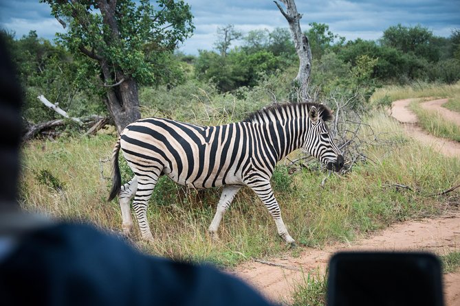 4 Day Lodge and Treehouse Kruger National Park Safari