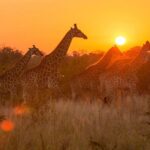 1 4 day soweto pretoria lion park magalies pilanesberg safari 4-day Soweto & Pretoria, Lion Park, Magalies/Pilanesberg Safari