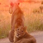 1 4 days kruger park big 5 safari and awesome panorama route 4 Days Kruger Park Big 5 Safari and Awesome Panorama Route