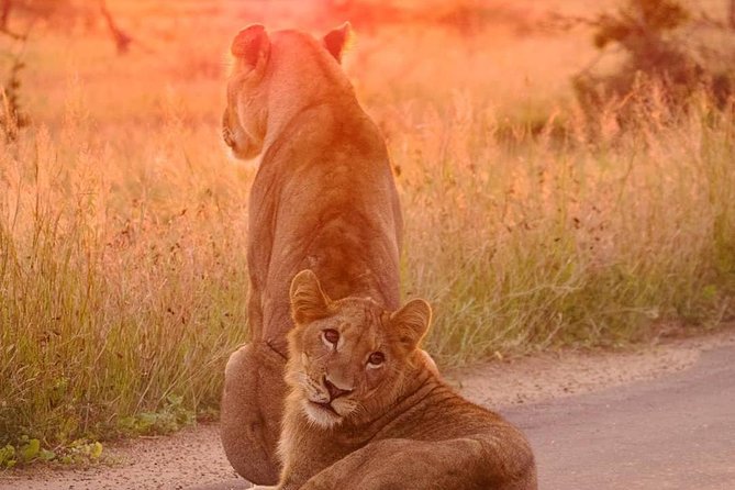 1 4 days kruger park big 5 safari and awesome panorama route 4 Days Kruger Park Big 5 Safari and Awesome Panorama Route