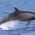 1 4 hours dolphin watching tour in porto empedocle 4 Hours Dolphin Watching Tour in Porto Empedocle