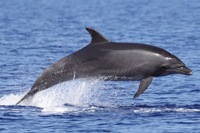 1 4 hours dolphin watching tour in porto empedocle 4 Hours Dolphin Watching Tour in Porto Empedocle