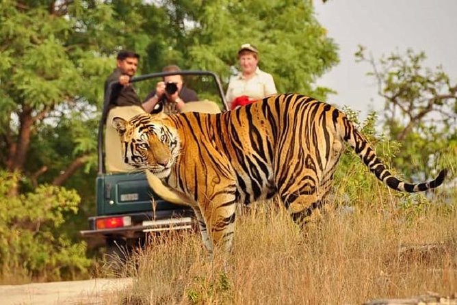 5-Day Private Delhi, Agra and Jaipur With Ranthambhore Tiger Tour From Delhi