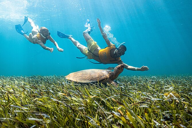 5-In-1 Cancun Snorkeling Tour:Swim With Turtles, Reef, Musa,Shipwreck and Cenote