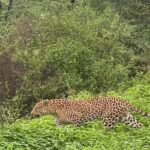 1 6 days private luxury golden triangle tour with jhalana safari 6-Days Private Luxury Golden Triangle Tour With Jhalana Safari