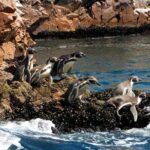 1 7 hours tour in paracas national reserve with pickup 7-Hours Tour in Paracas National Reserve With Pickup