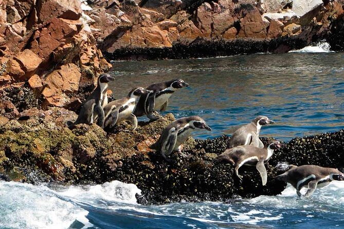 1 7 hours tour in paracas national reserve with pickup 7-Hours Tour in Paracas National Reserve With Pickup