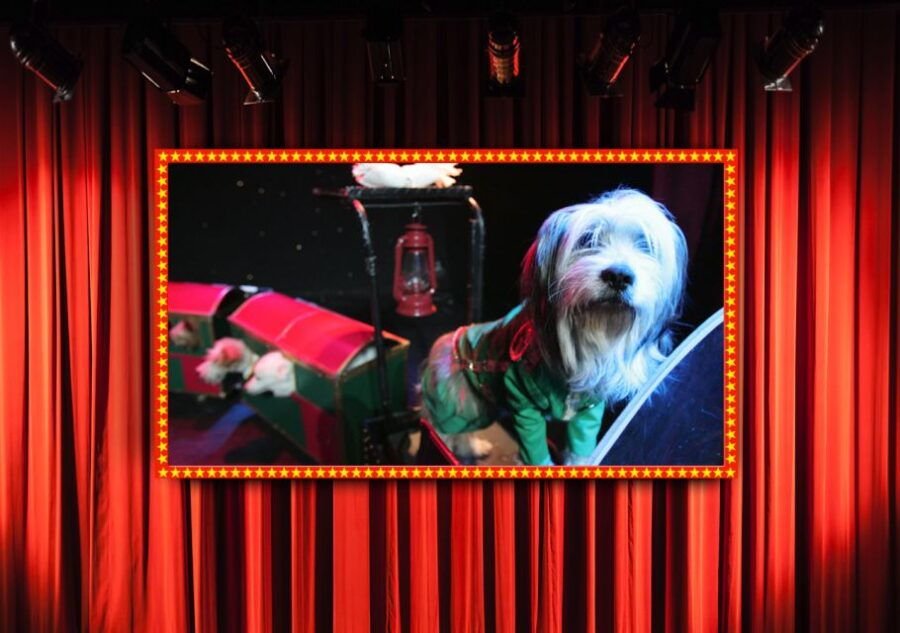 75-Minute Popovich Comedy Pet Theater in Las Vegas