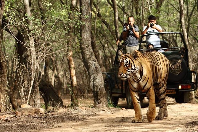 8-Day Private Golden Triangle Tour With a Ranthambore Wildlife Safari From Delhi