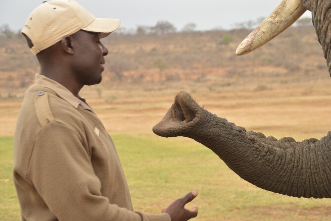 1 90 minute elephant watching experience in hoedspruit 90-minute Elephant Watching Experience in Hoedspruit