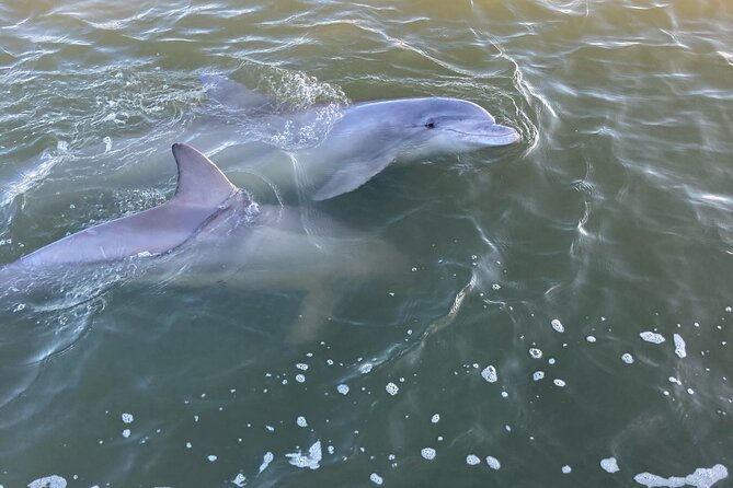 90 Minute Tour to See Dolphins in Hilton Head Island